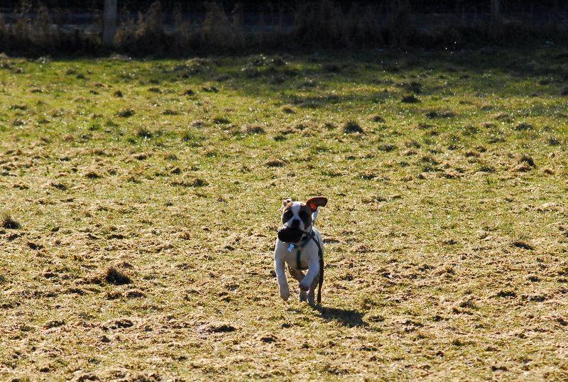 Blanding af racer Milo - Fransk Bulldog, DS gårdhund/mops - Milo 6 måneder billede 13