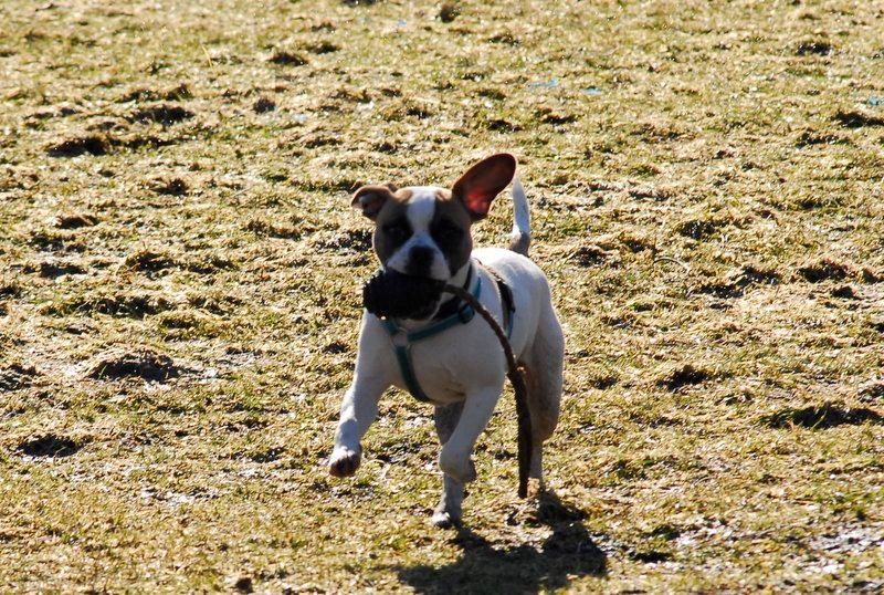 Blanding af racer Milo - Fransk Bulldog, DS gårdhund/mops - Milo 6 måneder billede 14