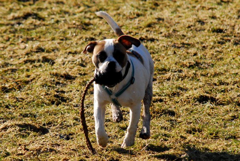 Blanding af racer Milo - Fransk Bulldog, DS gårdhund/mops - Milo 6 måneder billede 15