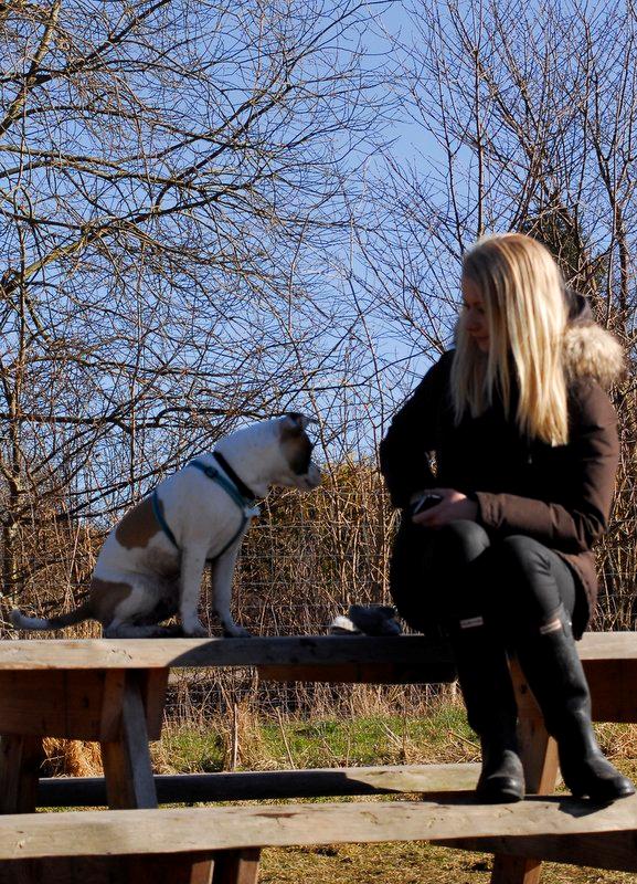 Blanding af racer Milo - Fransk Bulldog, DS gårdhund/mops - Milo 6 måneder billede 16