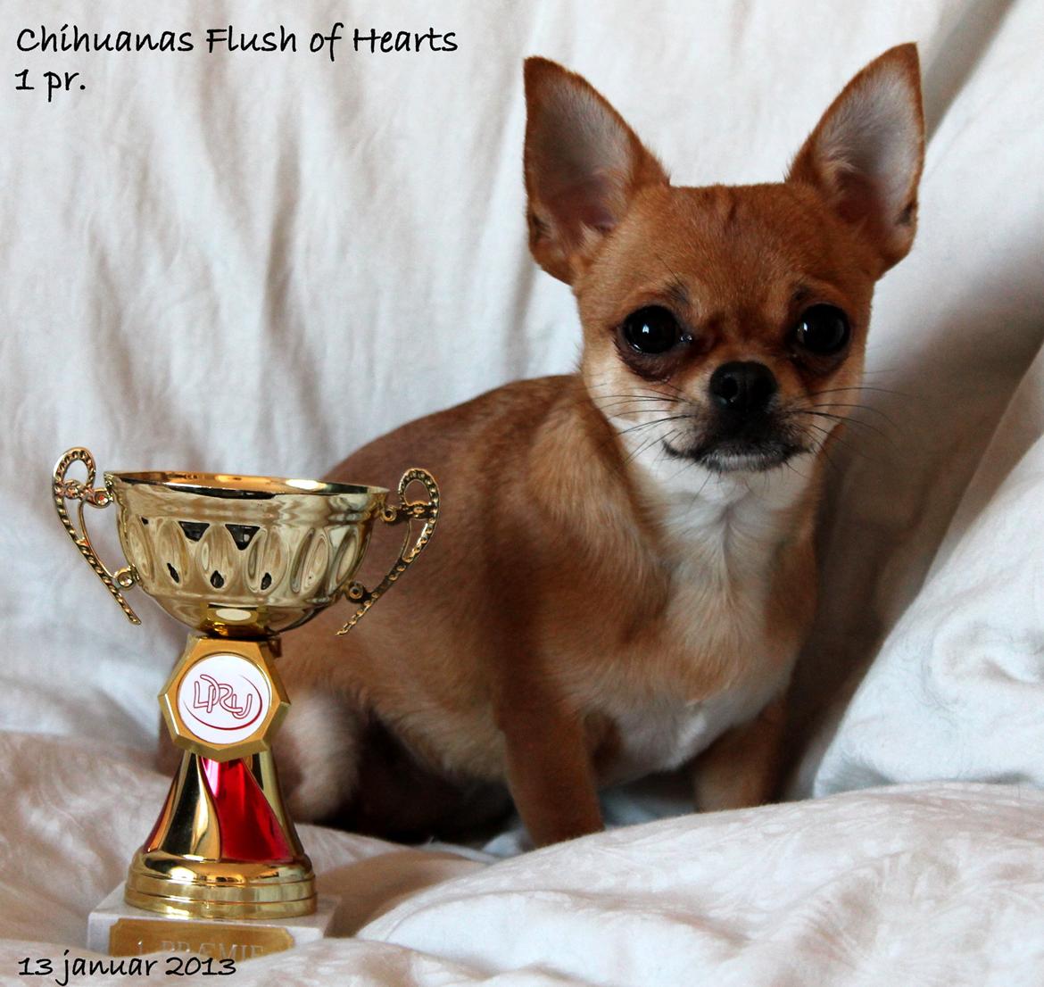 Chihuahua Chihuanas Flush of Hearts - Momo - 1 pr. :D 13/1 2013  billede 31