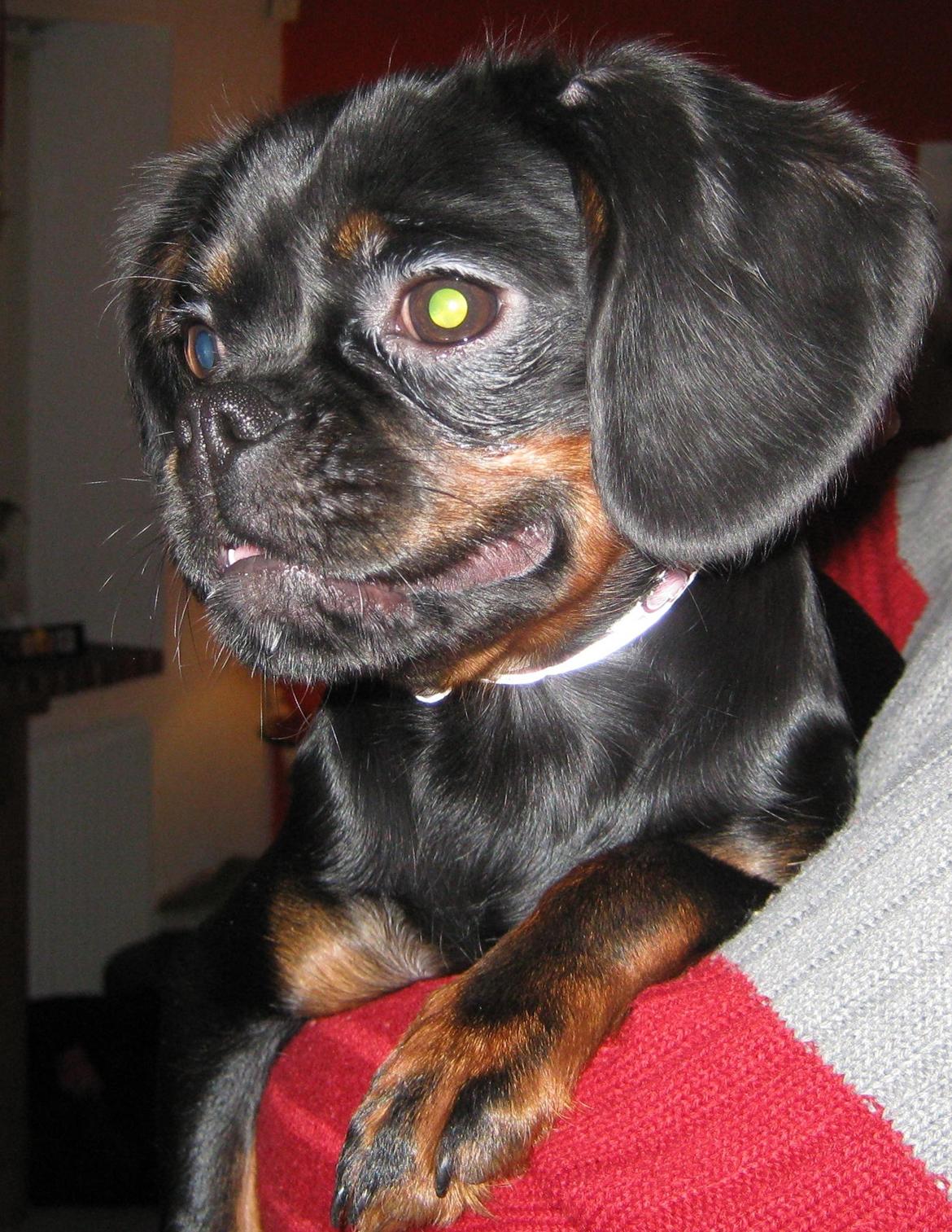 Blanding af racer Bella billede 1