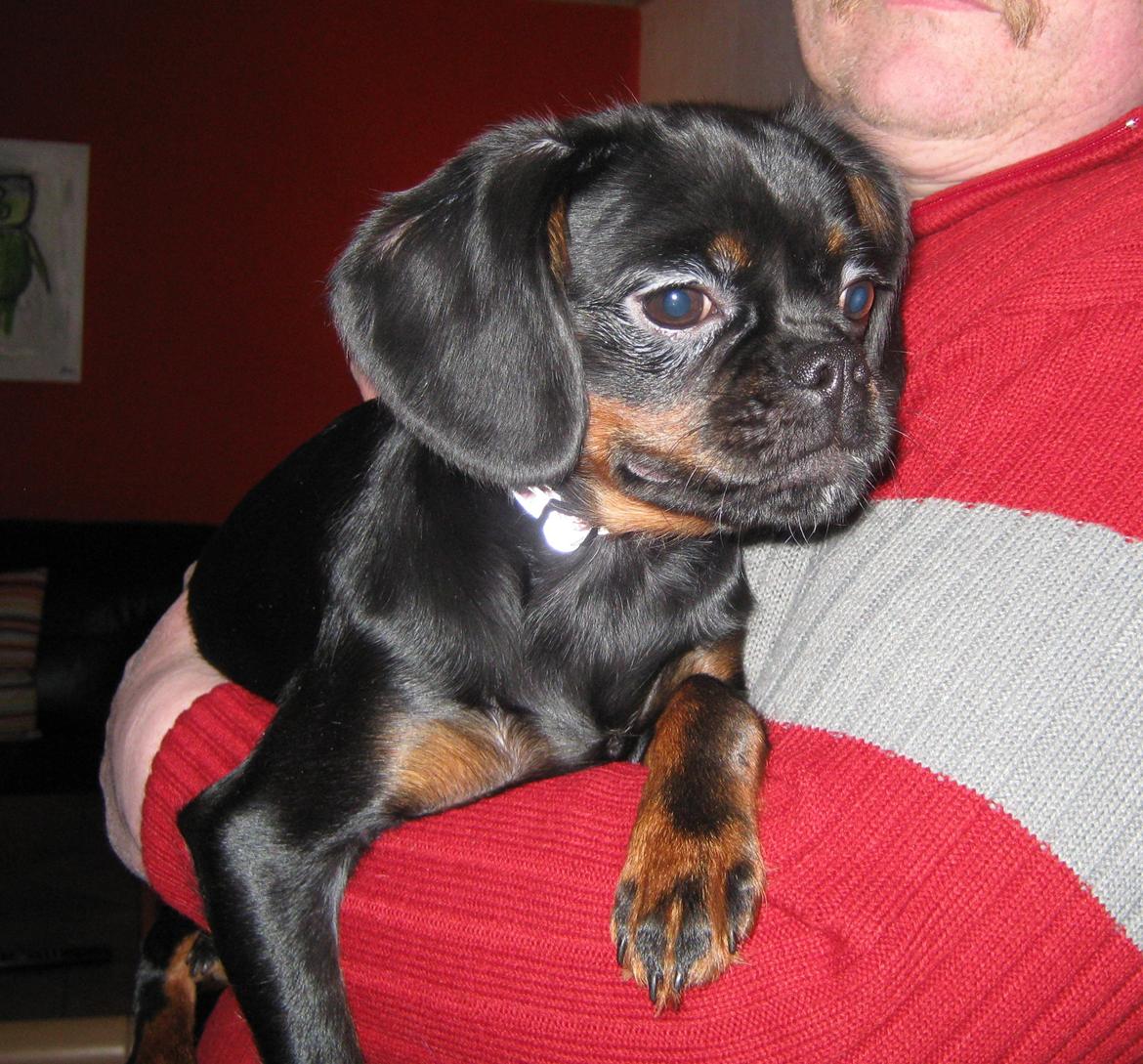 Blanding af racer Bella billede 2