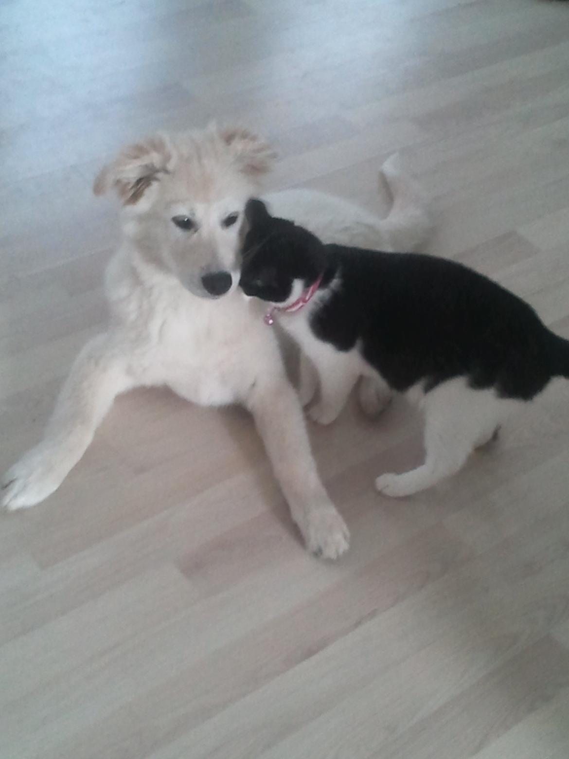 Blanding af racer lajcka billede 15