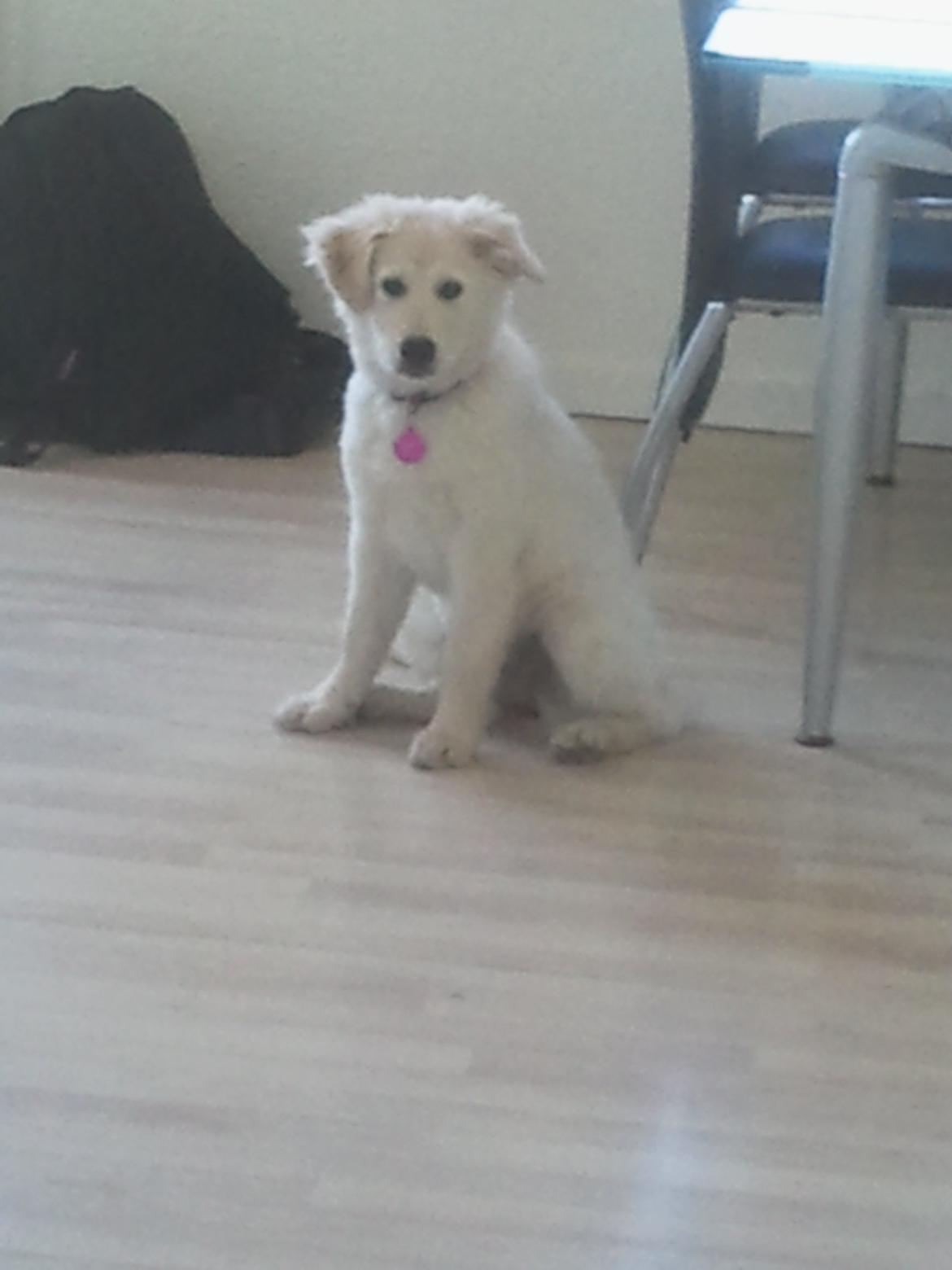 Blanding af racer lajcka billede 16