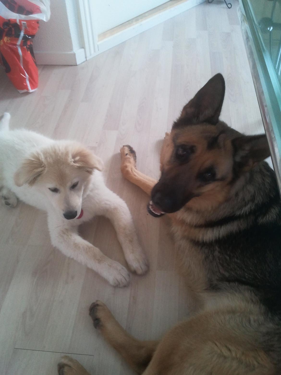 Blanding af racer lajcka billede 17