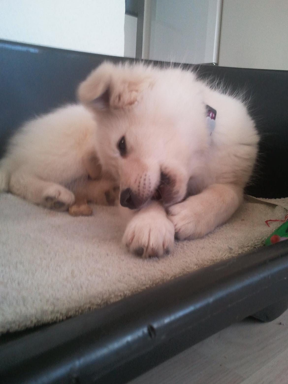 Blanding af racer lajcka billede 19