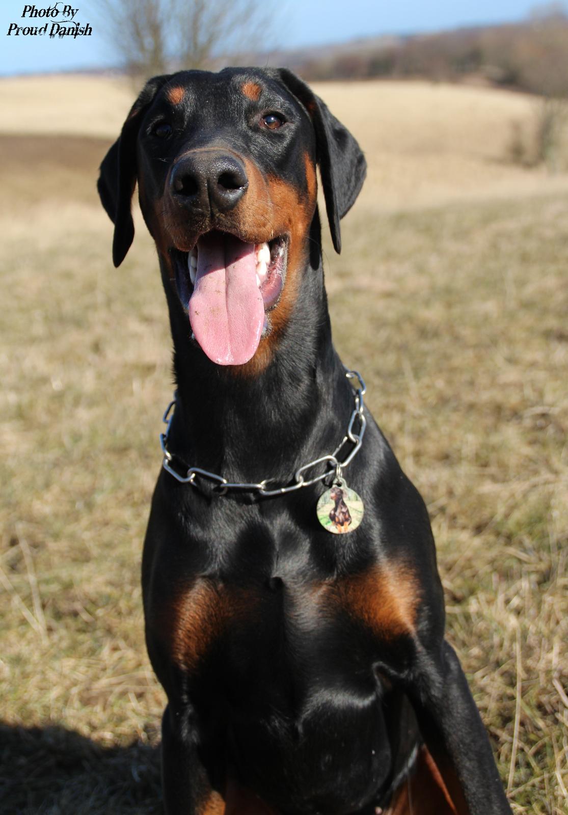 Dobermann Proud Danish For Your Love Only - 6½ mdr billede 2
