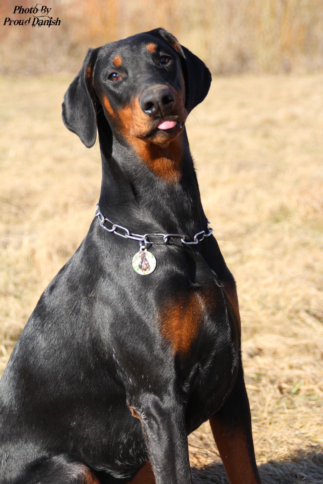 Dobermann Proud Danish For Your Love Only billede 3