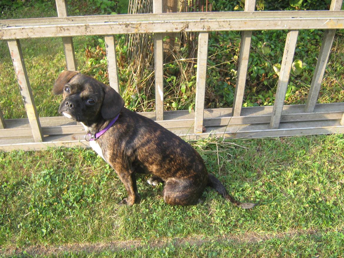 Blanding af racer fransk cavalier stella billede 1