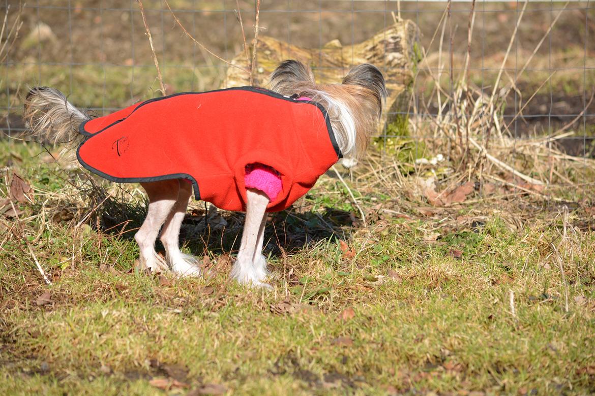 Chinese crested hårløs Chinabell's Arianna the Beauty billede 3
