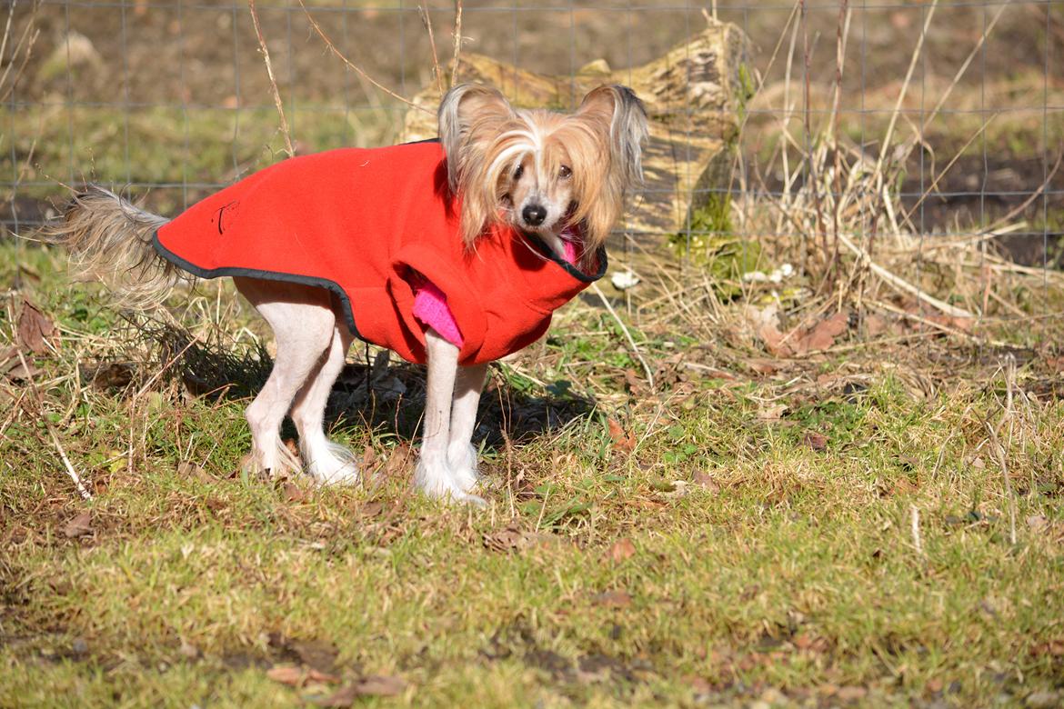 Chinese crested hårløs Chinabell's Arianna the Beauty billede 4