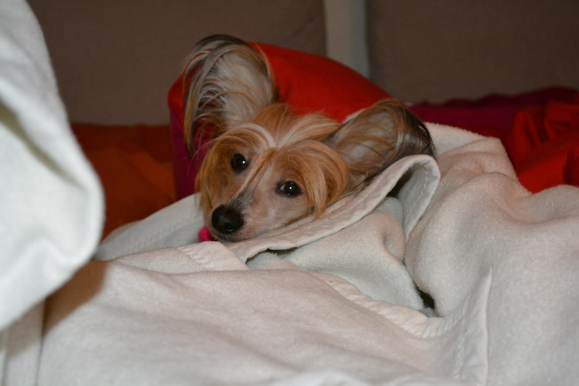 Chinese crested hårløs Chinabell's Arianna the Beauty billede 5