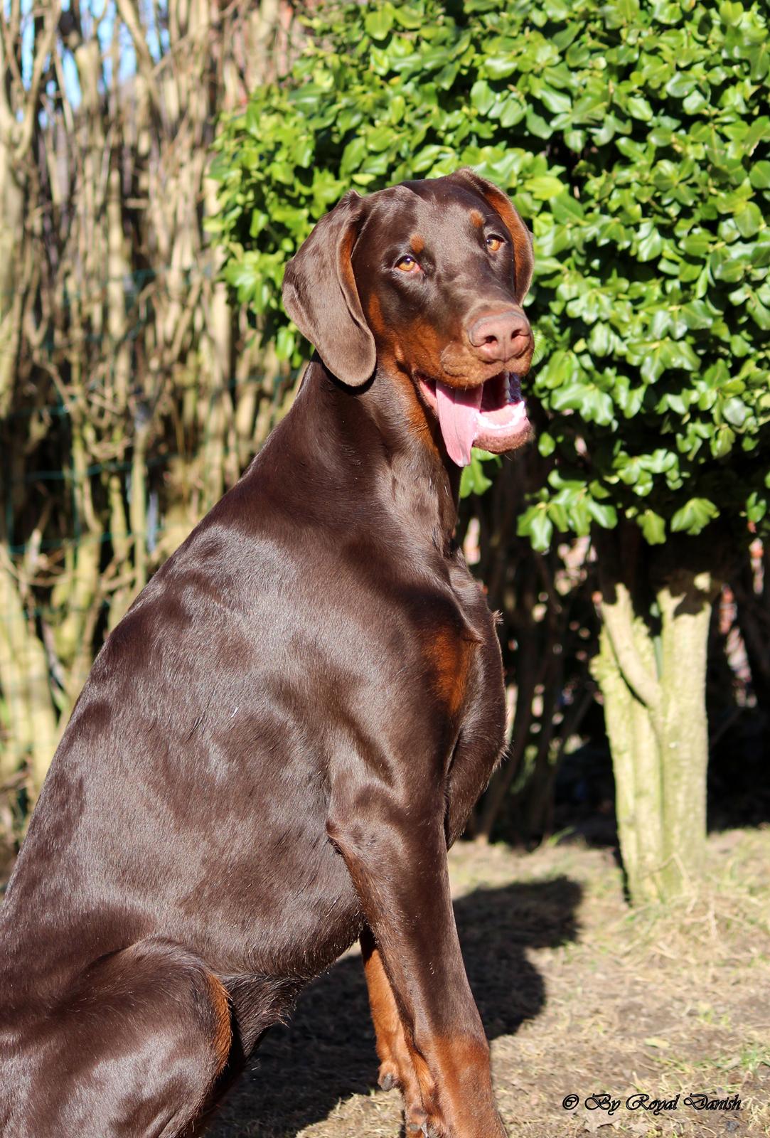 Dobermann Royal Danish Baronesse von Blixen billede 10