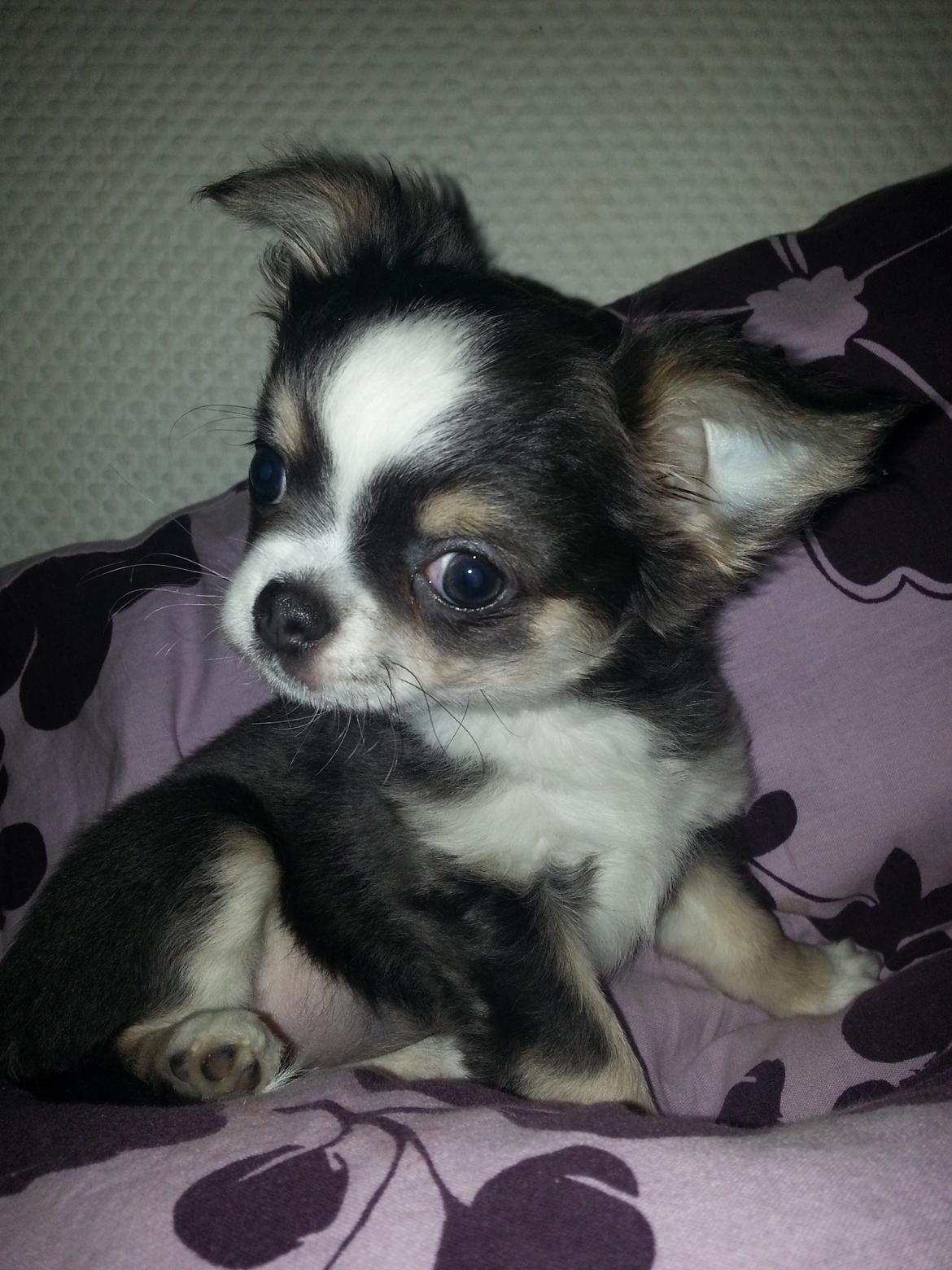 Chihuahua LabellosChis Dancing Vienetta billede 5