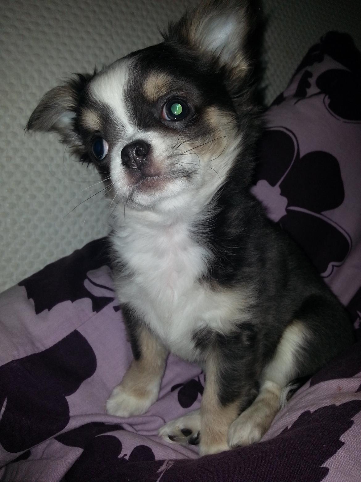 Chihuahua LabellosChis Dancing Vienetta billede 6