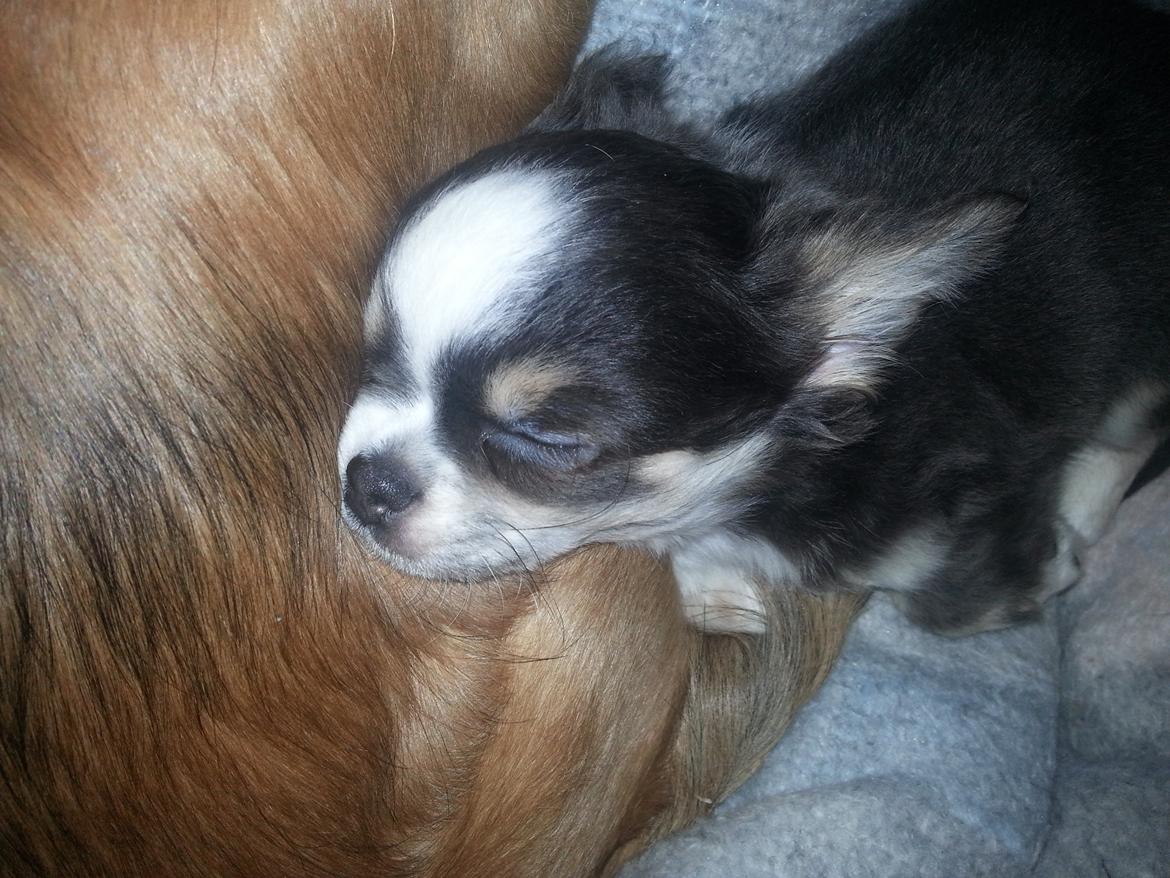 Chihuahua LabellosChis Dancing Vienetta billede 7