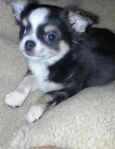 Chihuahua LabellosChis Dancing Vienetta billede 8