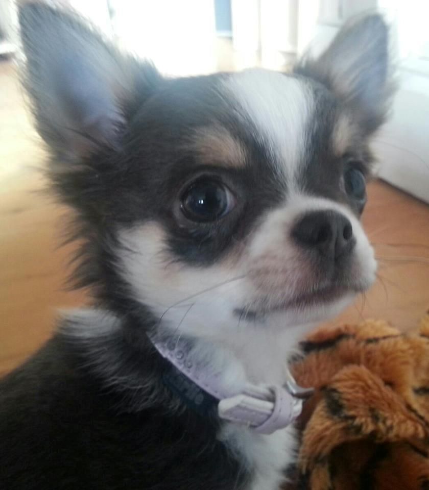 Chihuahua LabellosChis Dancing Vienetta billede 9