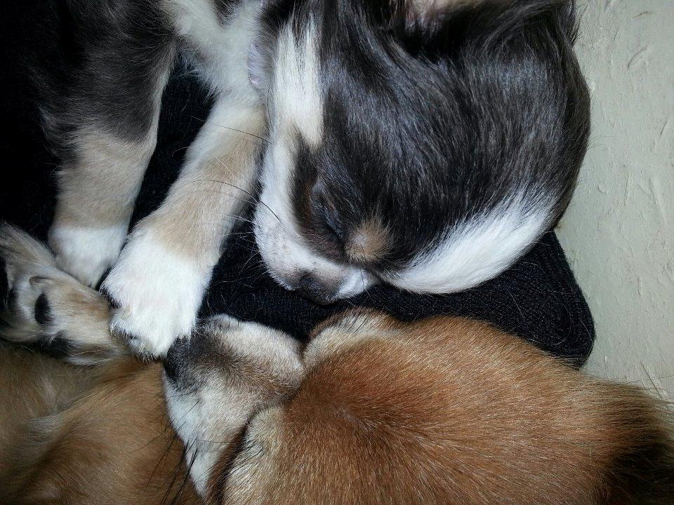 Chihuahua LabellosChis Dancing Vienetta billede 10