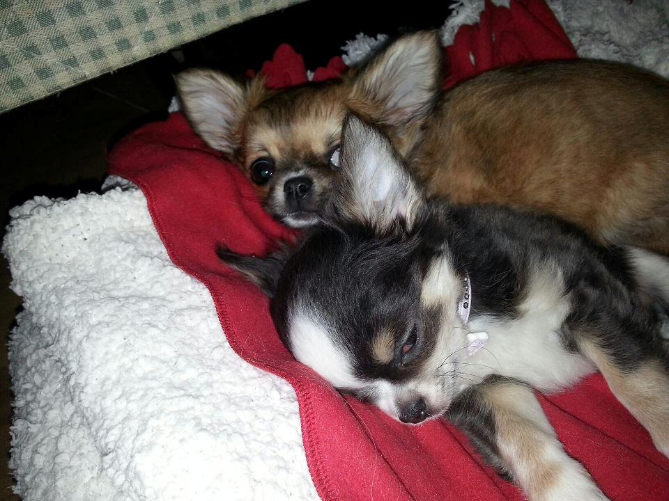 Chihuahua LabellosChis Dancing Vienetta billede 11