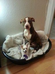 Chihuahua Tulle billede 9