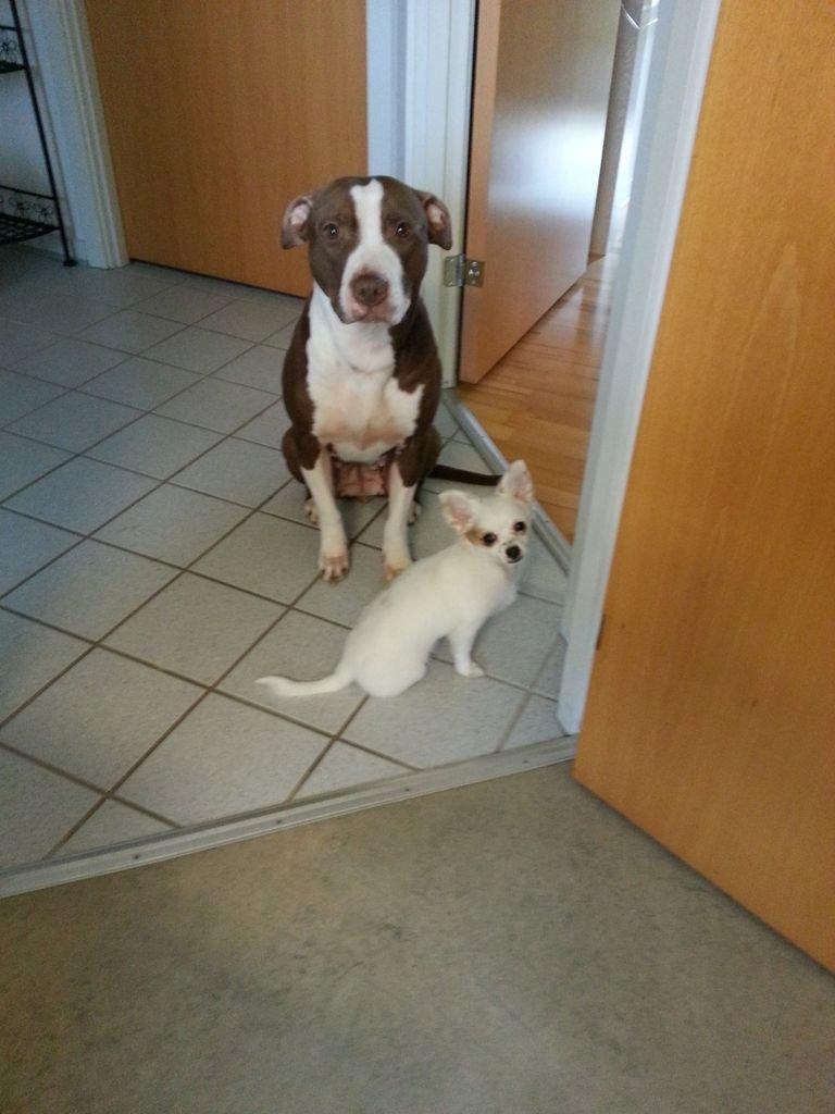 Chihuahua Tulle billede 10