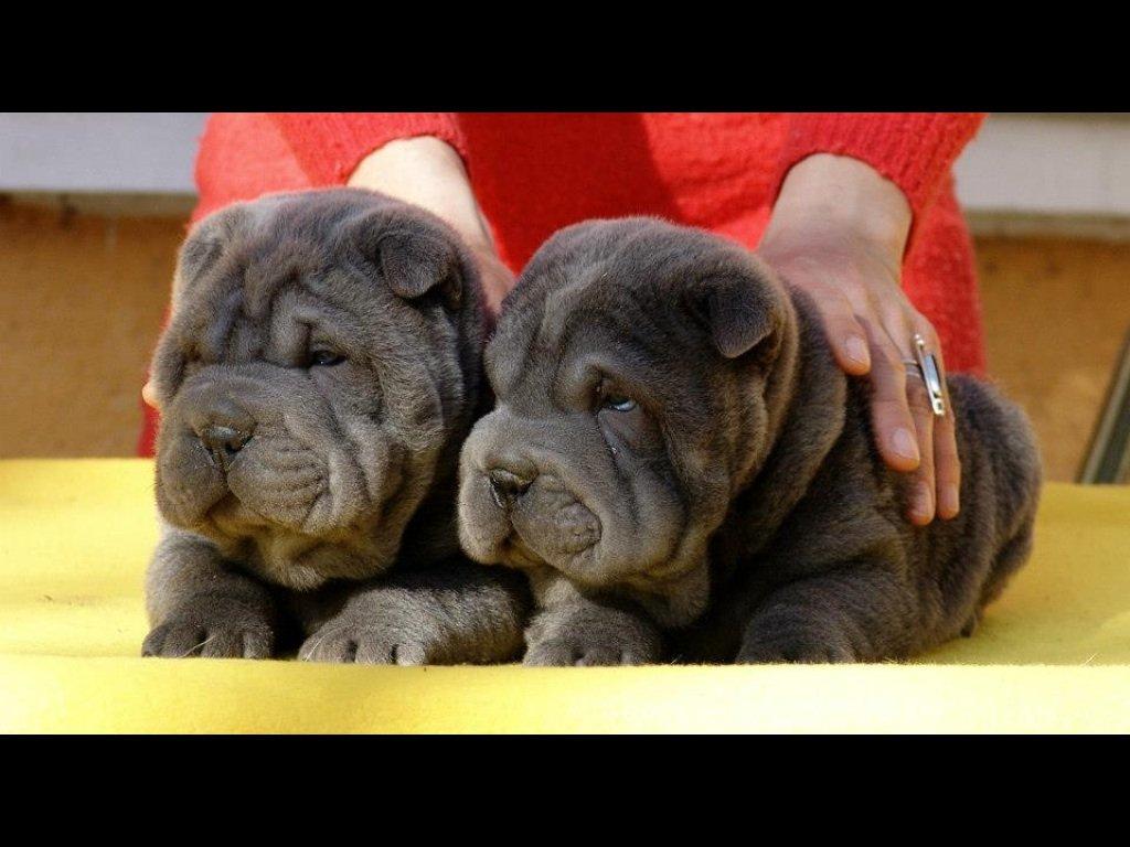 Shar pei Bertram billede 12