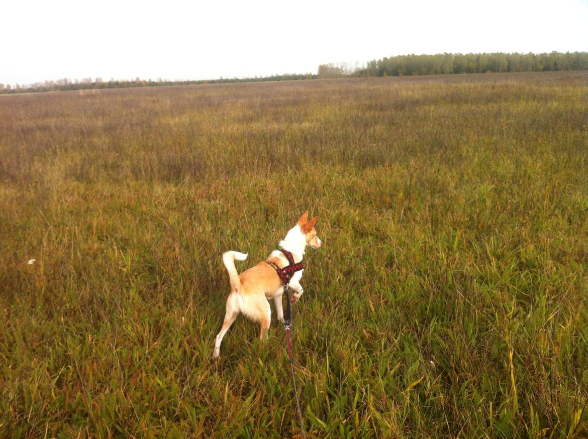 Podengo portugues medio Viola billede 13