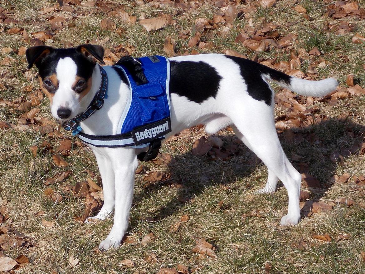 Dansk svensk gaardhund Milo Min Soulmate billede 26