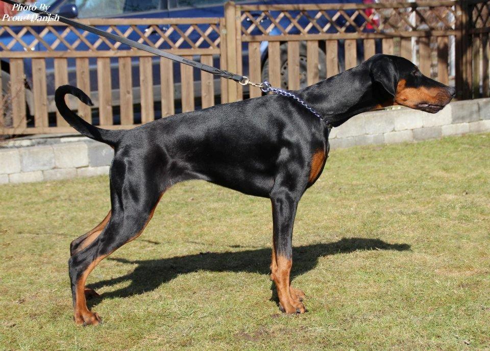 Dobermann Proud Danish Fancy Face(Chica) - d.5.3.13... billede 3