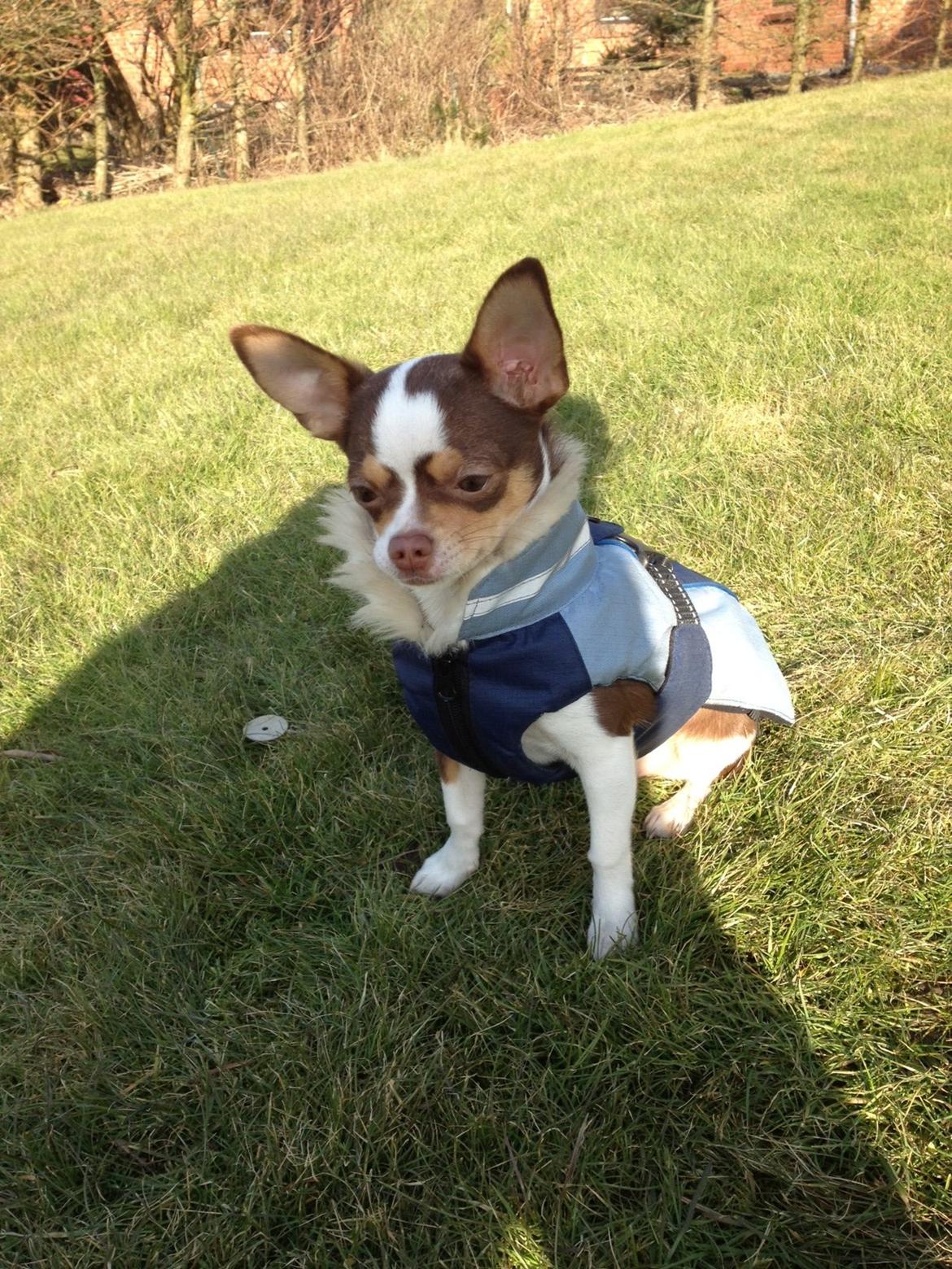 Chihuahua Smilla billede 13