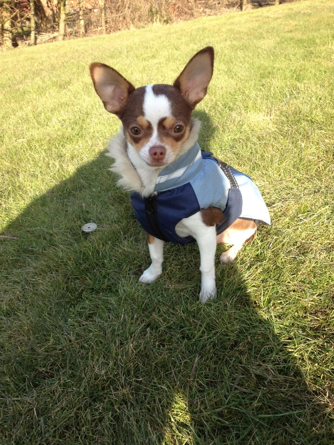 Chihuahua Smilla billede 14