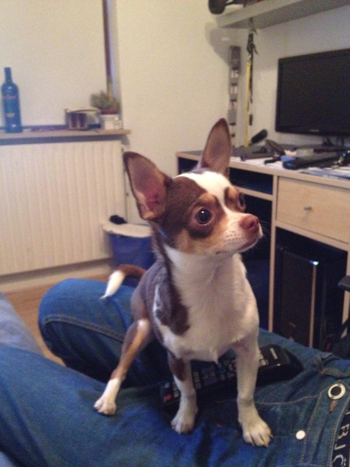 Chihuahua Smilla billede 15