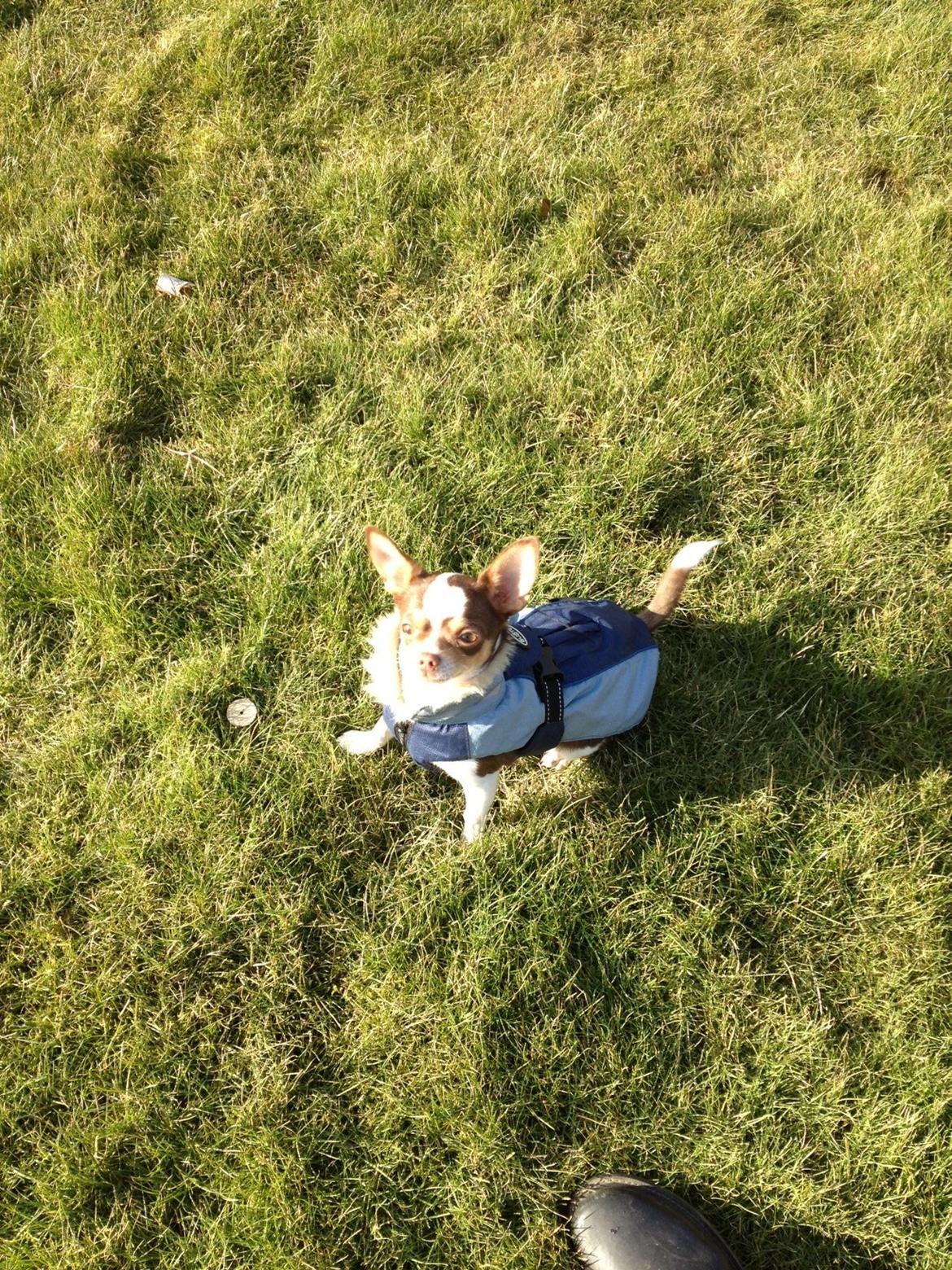 Chihuahua Smilla billede 16