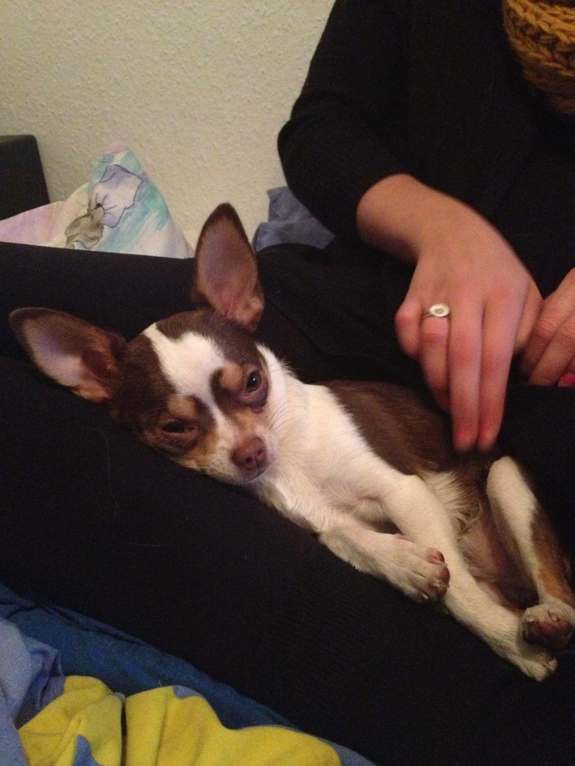 Chihuahua Smilla billede 18