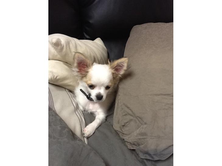 {{currentPhoto.altText}} billede {{currentPhoto.number}}