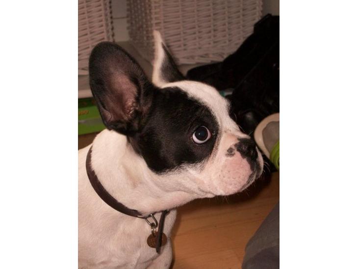 Fransk bulldog † Gizmo †  <3 <3 <3 <3 billede 1