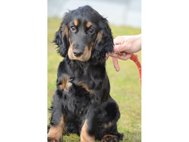 Cocker spaniel Thor - Thor billede 1