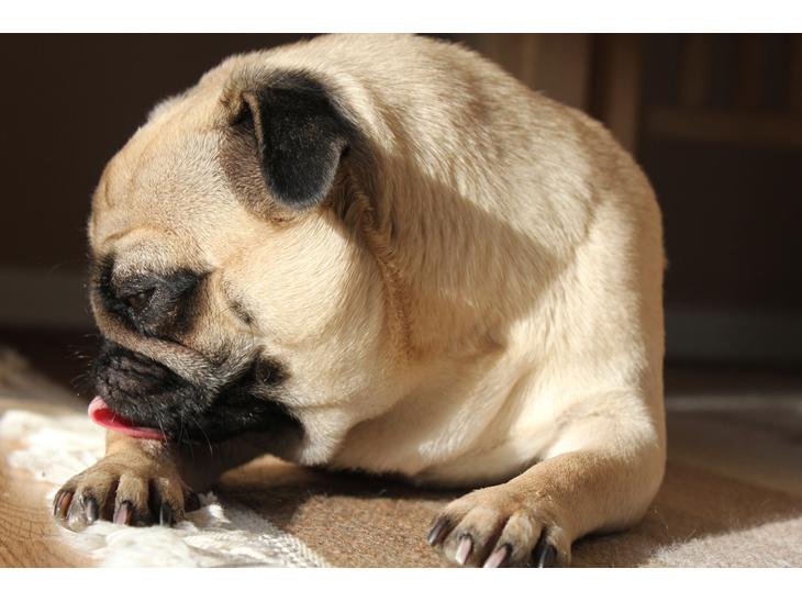 {{currentPhoto.altText}} billede {{currentPhoto.number}}