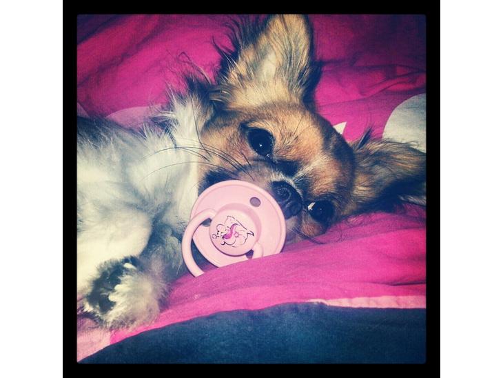 Chihuahua Ib billede 1