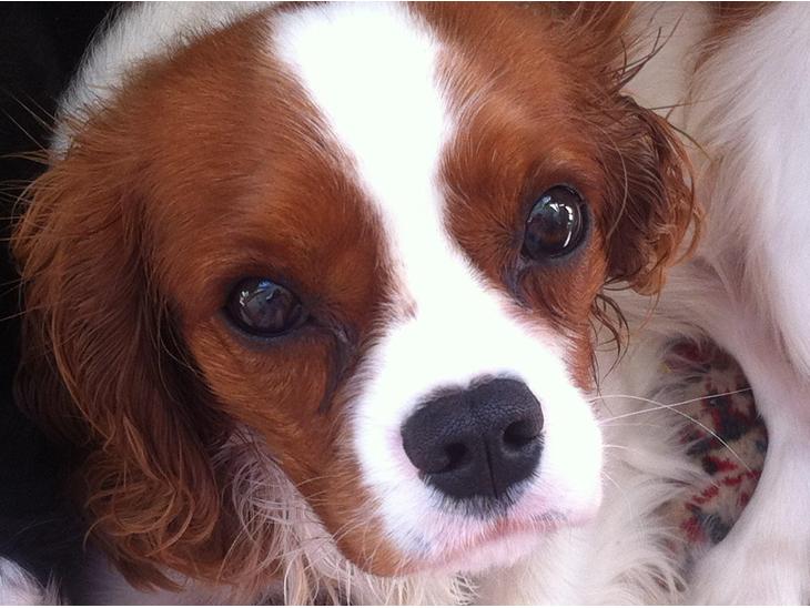 Cavalier king charles spaniel Amazing  Jetliners "Oskar" himmelhund - lidt sød er jeg da,ikk'? billede 1