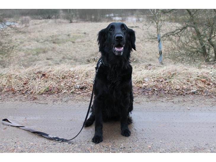 Flat coated retriever Chakur's Madonna (Donna)  billede 1