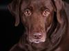 Labrador retriever Mille
