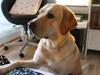 Labrador retriever Baloo