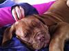 Dogue de bordeaux Hannibal