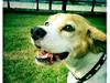 Beagle Macy