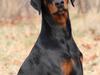 Dobermann Proud Danish For Your Love Only [Tidl. hund]