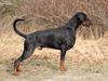 Dobermann Qui Terret Absinthe [Tidl. hund]