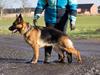 Schæferhund Vennebjergs Ronja